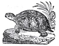 Tortoise