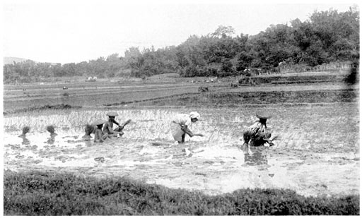 Transplanting the Rice.