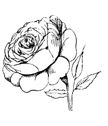 rose