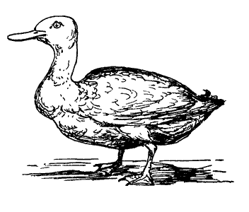 duck