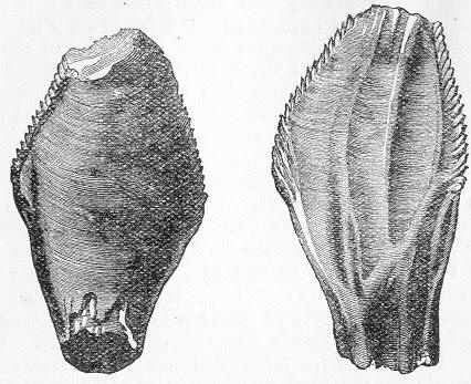 Fig. 209