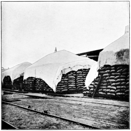 Wheat ready for Loading at Station on Central Argentine
Railway.