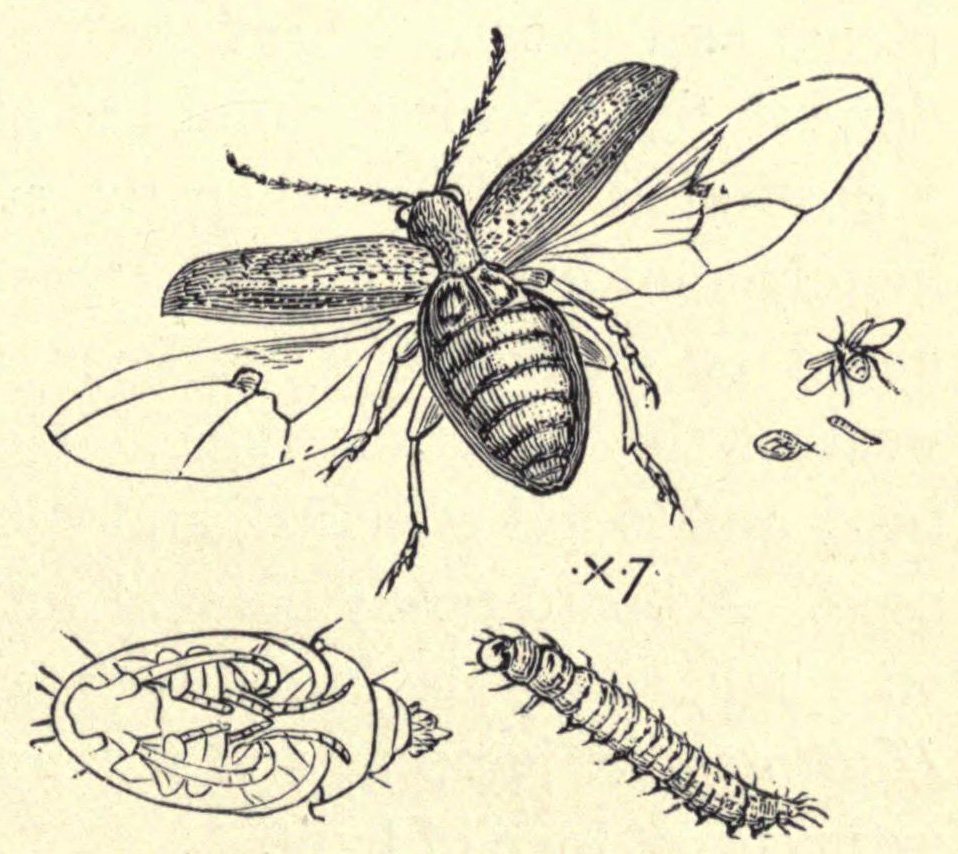 [Illustration: Turnip Fly]