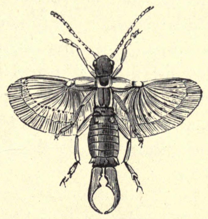 [Illustration: Earwig]