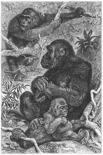 Gorilla (Gorilla gina).