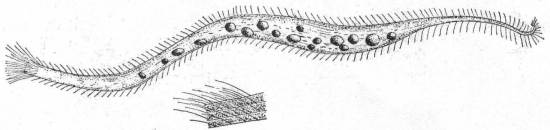 Trachelocerca phoenicopterus