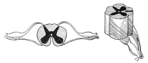 Pair of Spinal Nerves