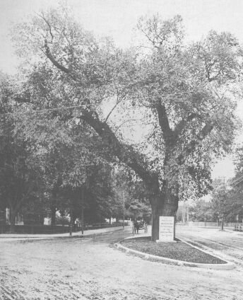 Washington Elm