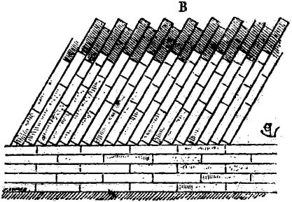 Fig. 2.—Coupe longitudinale.