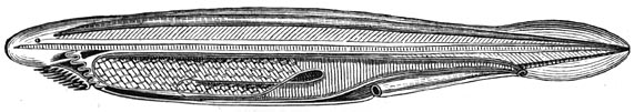 Fig. 53. De Amphyoxus, koploos gewerveld dier, overgang tusschen de gewervelde en de ongewervelde dieren.