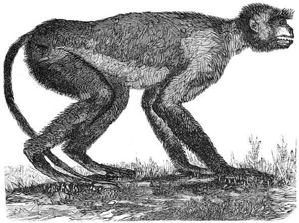 Fig. 294. Mesopithecus der miocene periode in Griekenland.