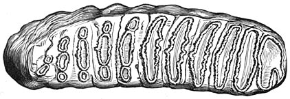 Fig. 309. Kies van den elephas antiquus (⅓ der nat. gr.).