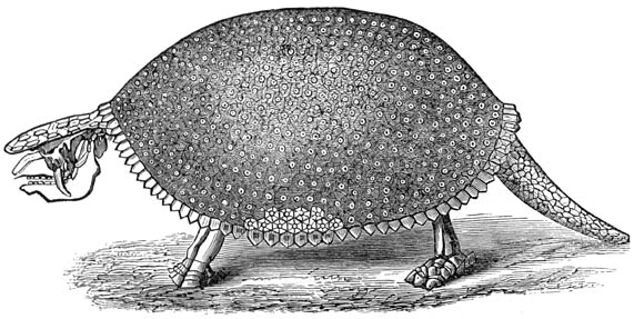 Fig. 312. Geraamte van den glyptodon. (zuid-Amerika).