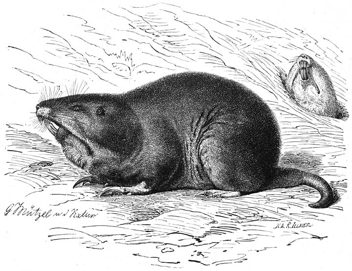 Goffer (Geomys bursarius). ¼ v.d. ware grootte.