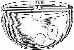 Testing eggs by floating:
(1) slightly stale, (2) stale, (3) very stale