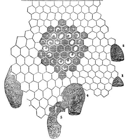 PLATE OF THE THREE KINDS OF CELLS.