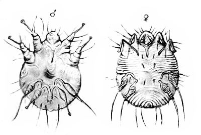 Fig. 20