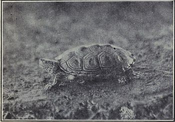 DIAMOND-BACKED TERRAPIN