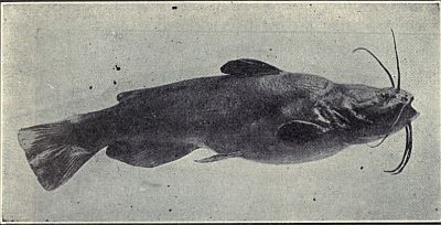 COMMON CATFISH