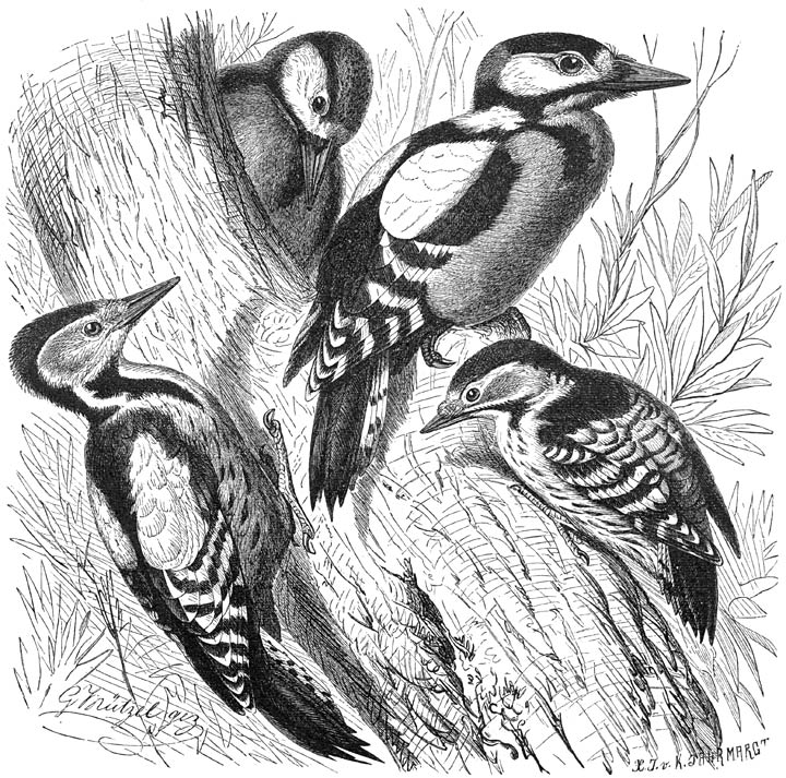 1) Bonte Specht (Dendrocopus major). 2) Middelste Bonte Specht (Dendrocopus medius). 3) Kleinste Bonte Specht (Dendrocopus minor). ½ v. d. ware grootte.