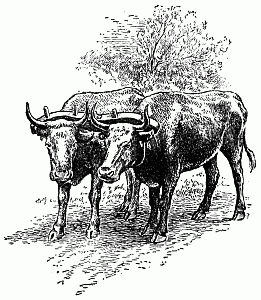 A yoke of oxen.