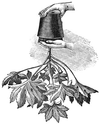 Fig. 39. Het uit den pot slaan van een Aralia.