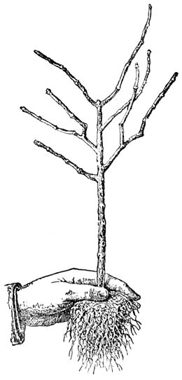 Fig. 42. Losgemaakte en ingesneden wortelkluit.