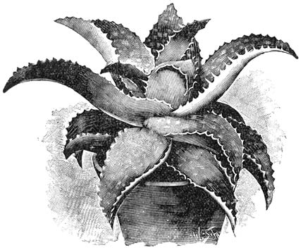 Fig. 201. Aloë saponaria.