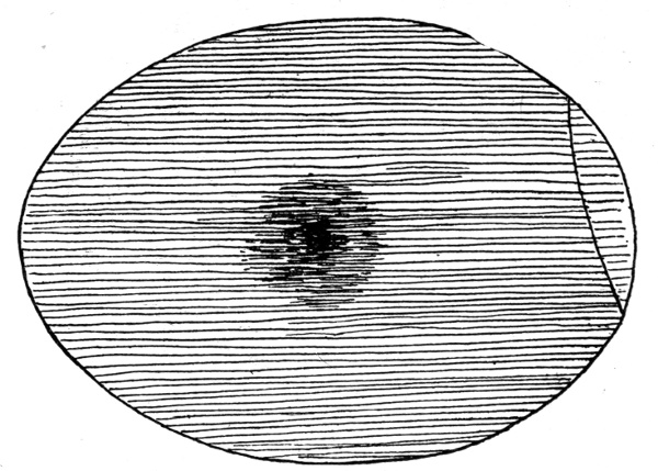 Figure 3.—Egg at End of 72 Hours.