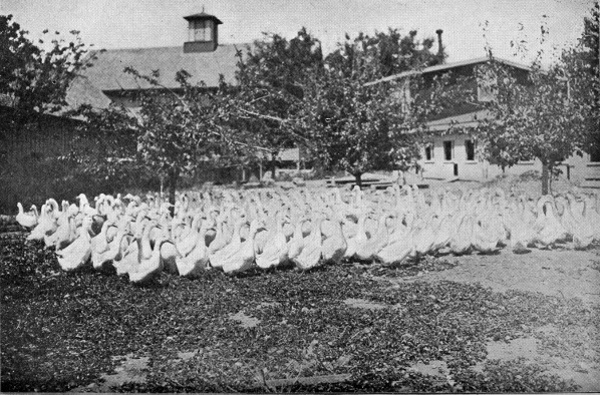 ducks in yard