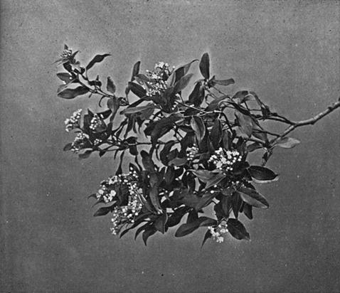 [Illustration: Viburnum Tinus, L.]