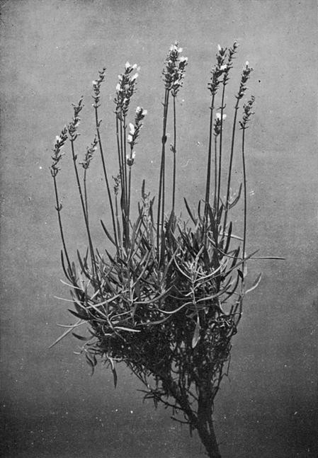 [Illustration: Lavandula Vera, DC.]