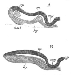 Illustration: Figure 18