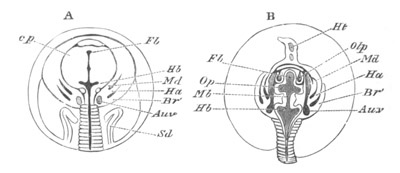 Illustration: Figure 52