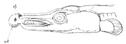 Illustration: Figure 68