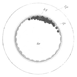 Illustration: Figure 135