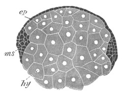 Illustration: Figure 200