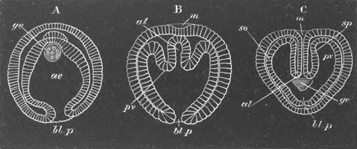 Illustration: Figure 209