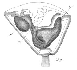 Illustration: Figure 234