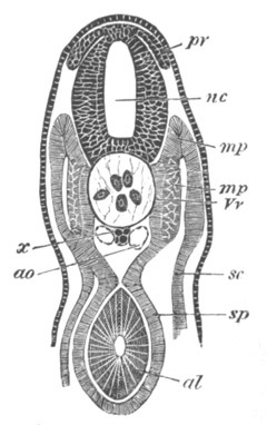 Illustration: Figure 264b