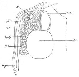 Illustration: Figure 268