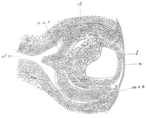 Illustration: Figure 295