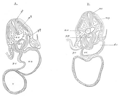 Illustration: Figure 353