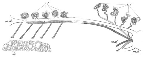 Illustration: Figure 392