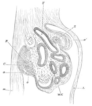 Illustration: Figure 405