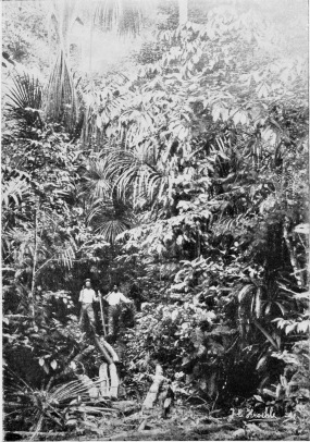 VEGETATION ON THE PERUVIAN AMAZON.

To face p. 74.