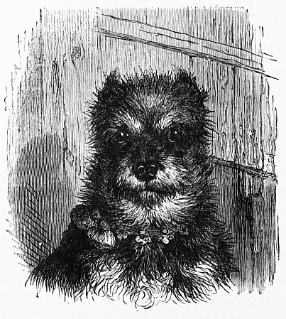 terrier pup