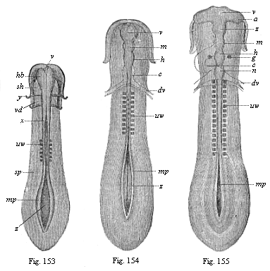 Figs. 153-155. Sole-shaped embryonic disk of the chick, in three successive stages of development, looked at from the dorsal surface, magnified, somewhat diagrammatic.