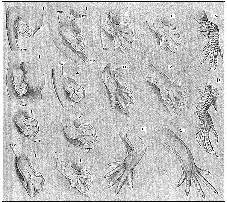 Development of the lizard's legs.