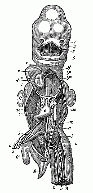 Human embryo, five weeks old, opened from the ventral side.